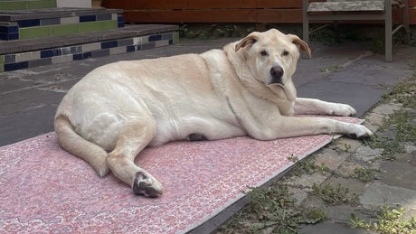 How Do I Remove Pet Hair from a Washable Rug? Easy Tips for a Clean Home