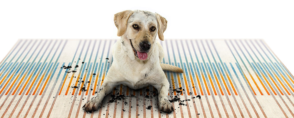 Header showing a muddy dog sitting on a striped My Magic Carpet Washable rug.