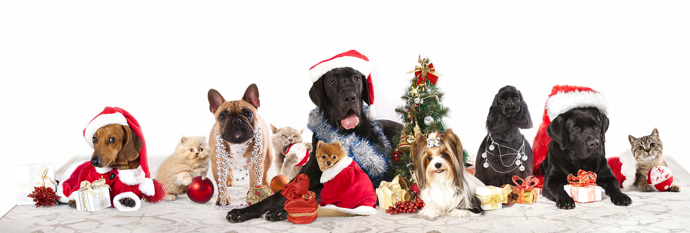 My Magic Carpet Banner of dogs and with ornaments and Santa Hats